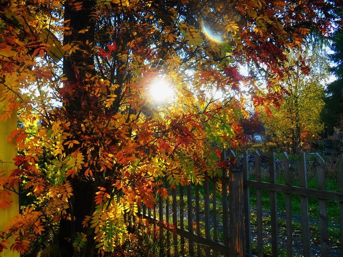 Autumn trees with sun rays and a wooden fence