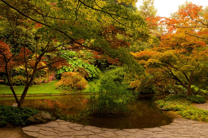 Autumn garden with a pond and trees