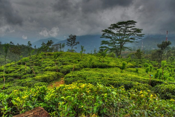 Tea plantation in Sri Lanka under cloudy skies