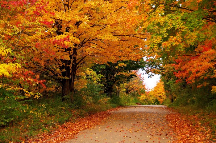 Autumn road lined with colorful trees and fallen leaves