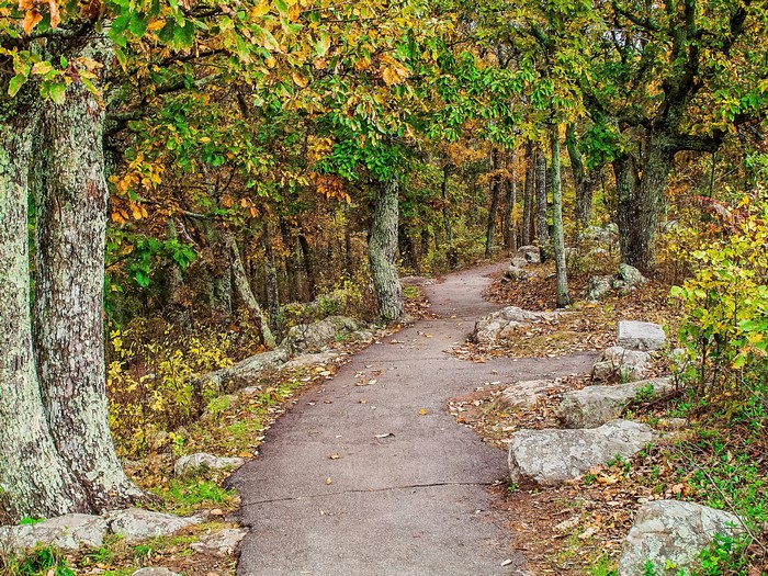 Autumn forest trail with trees and stones