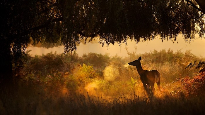 Deer in a misty forest at sunrise