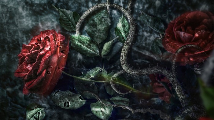 Dark red roses with thorny vines