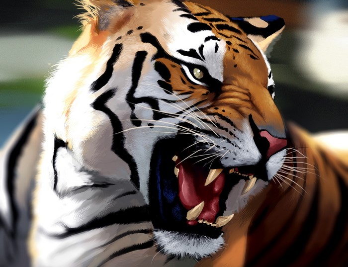 Tiger roaring with open mouth