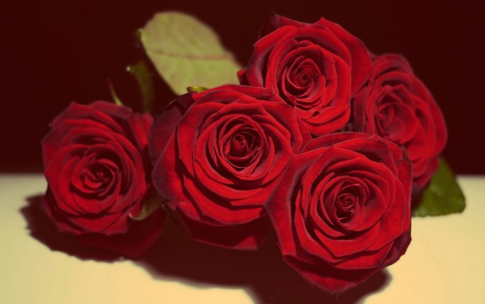 Close-up of deep red roses