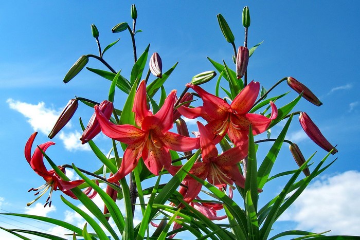 Red lilies blooming against a blue sky