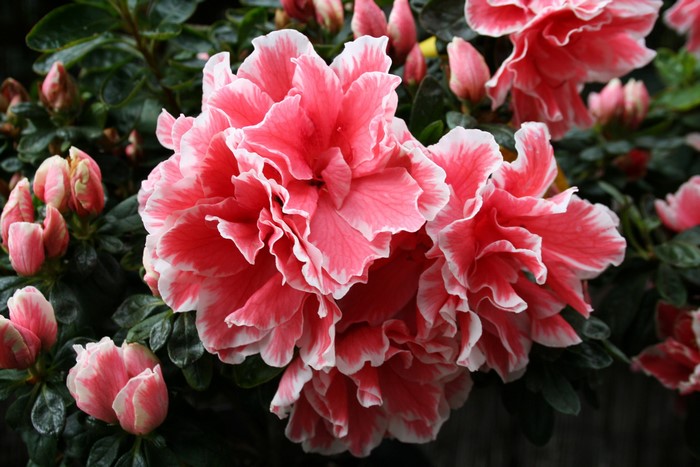 Pink and white azalea flowers and buds