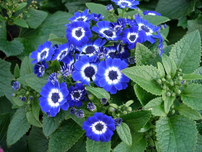 Blue Cineraria flowers with green leaves