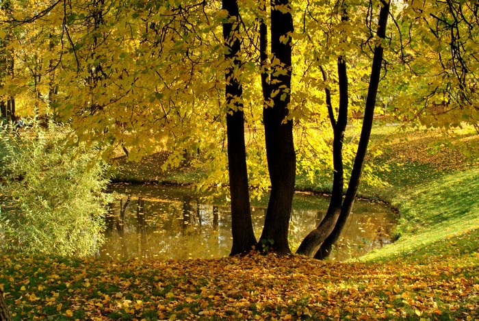 Autumn park with a pond and fallen leaves