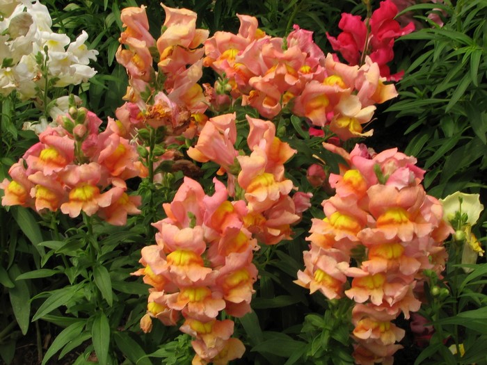 Peach and yellow snapdragons in a garden