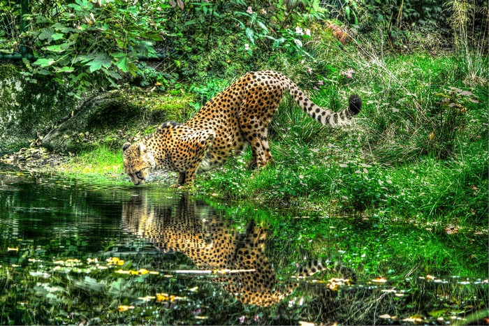 Cheetah drinking water from a pond in a forest