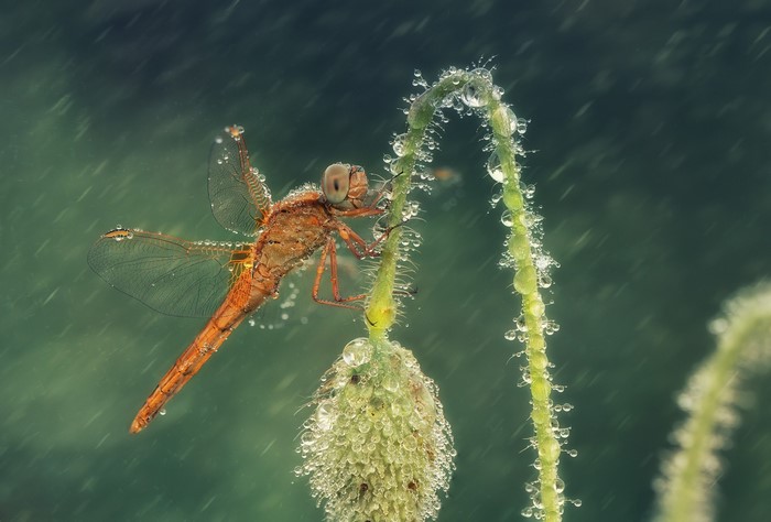 Dragonfly covered in water drops on a plant stem