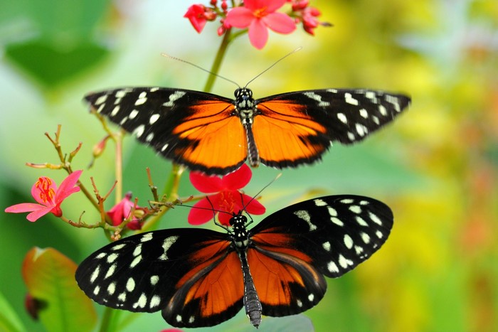Two orange and black butterflies on pink flowers