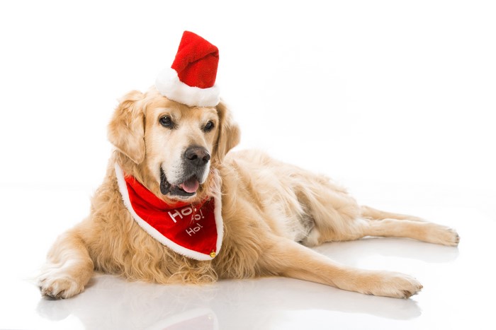 Golden Retriever dog wearing a Santa hat and bandana