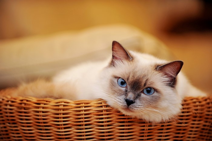 Ragdoll cat with blue eyes in a wicker basket