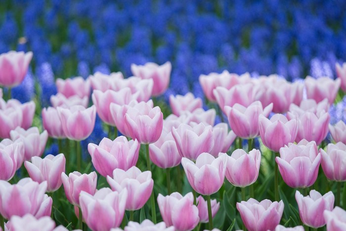 Pink and white tulips with blue flowers in the background