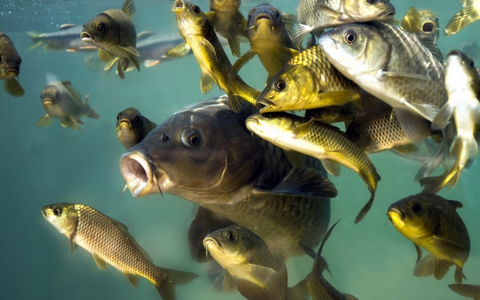 A school of carp swimming underwater