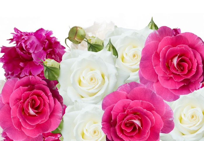 Pink and White Roses Bouquet 4K