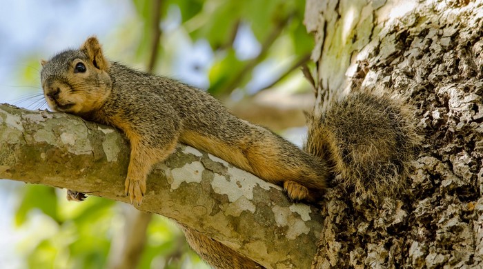 A squirrel rests on a tree branch
