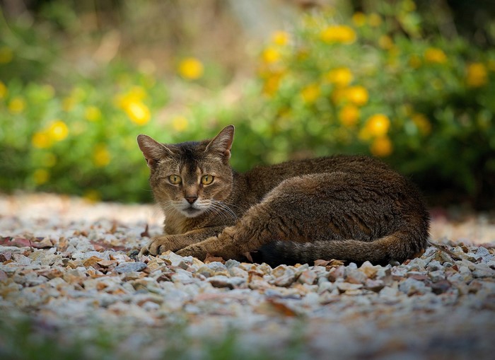 A cat lies on stones with yellow flowers in the background