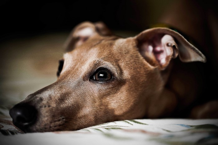 Close-up of a brown Greyhound dog lying down
