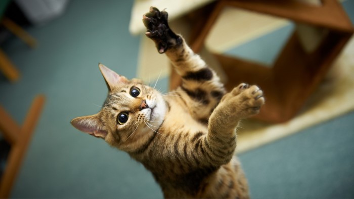 Tabby cat reaching up with paws