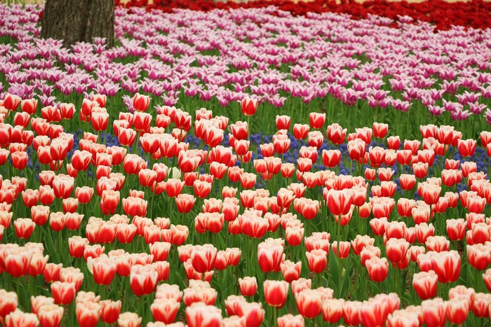 Field of Red and Pink Tulips
