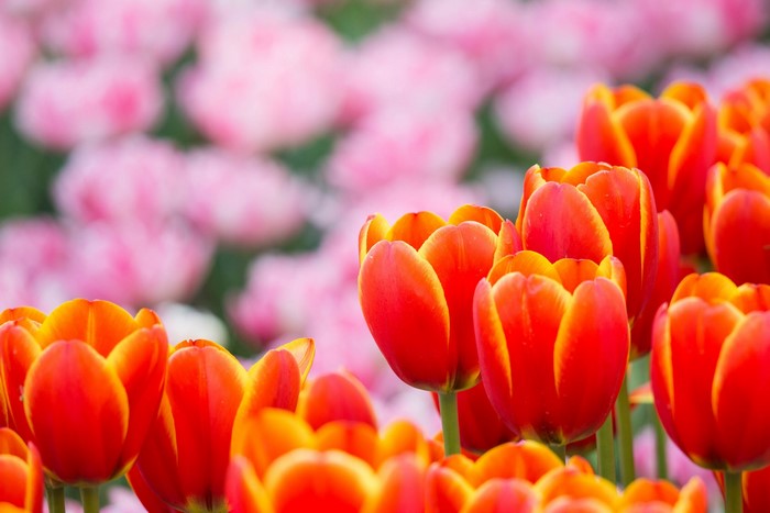 Field of Red and Orange Tulips with Pink Tulips in Background