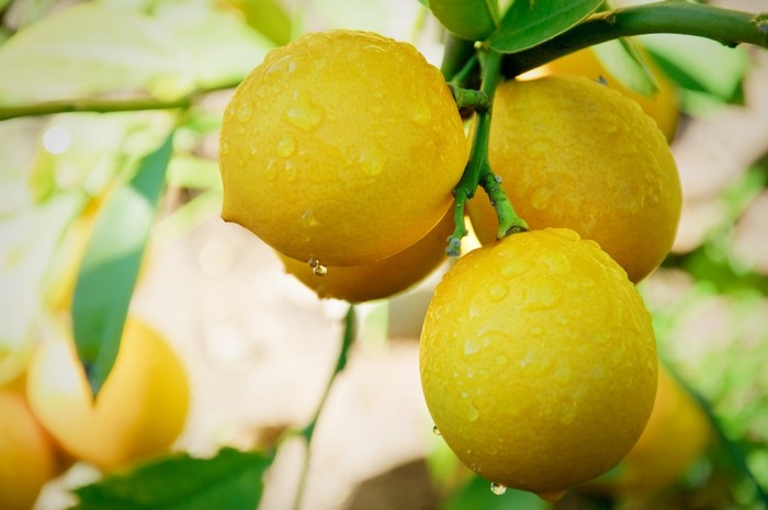 Lemons with water drops on a branch