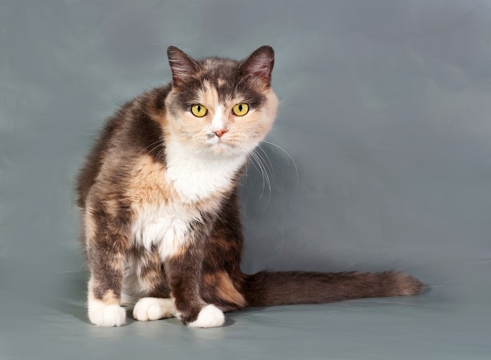 Calico Cat Looking Sideways