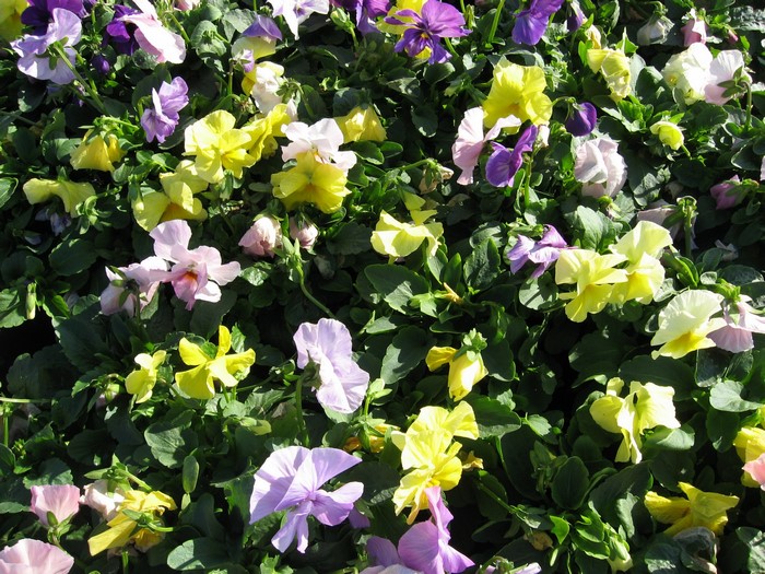 A bed of colorful pansies in bloom