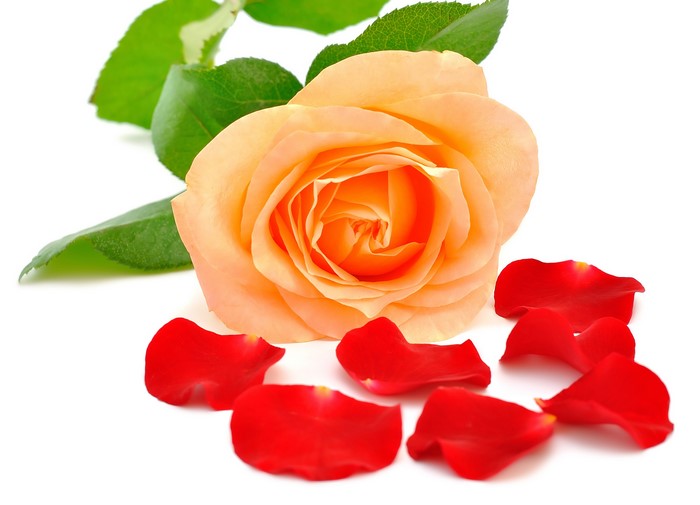 Peach Rose with Red Petals