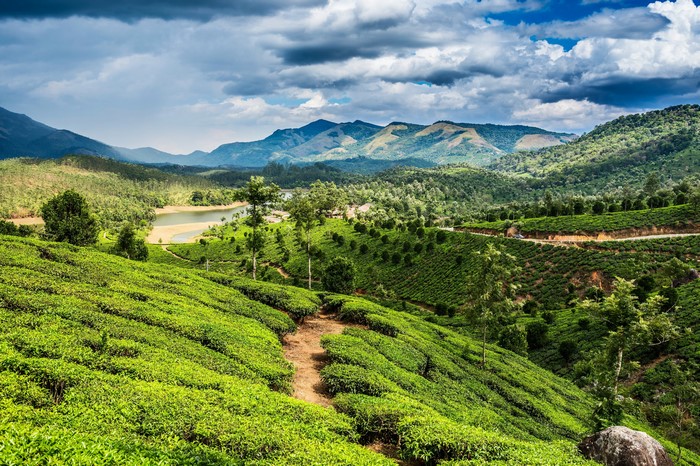 Tea Fields and Mountains Scenery