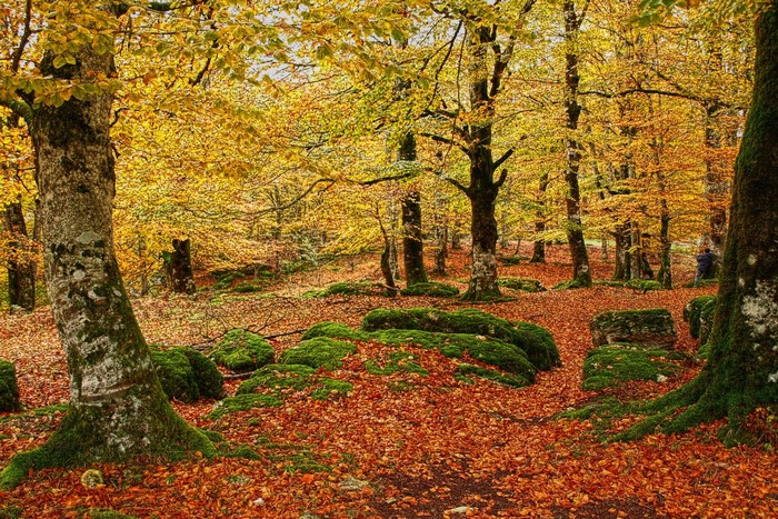 Autumn forest with mossy rocks and fallen leaves