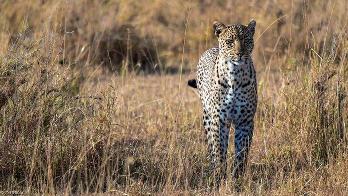 Leopard standing in dry grass