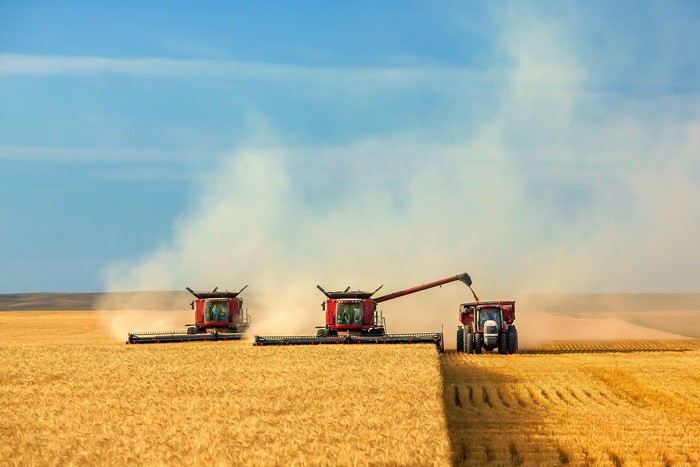 Three combines harvesting a golden field under a blue sky