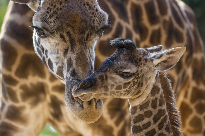 Mother and baby giraffe close up