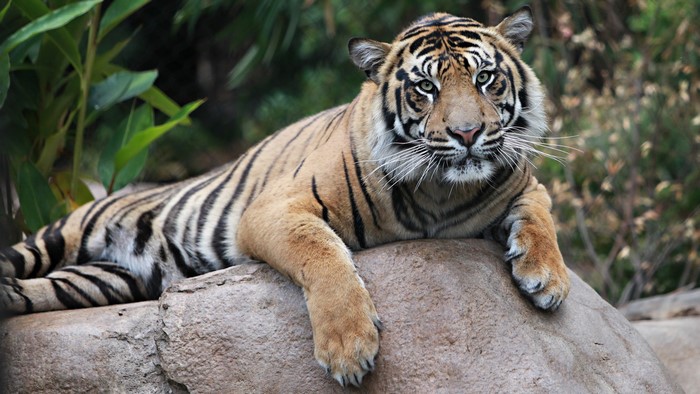 Tiger resting on a rock