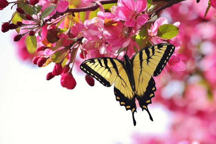 Yellow butterfly on pink cherry blossoms