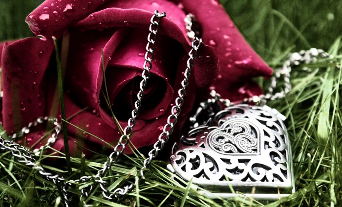 Red rose with water drops and heart pendant necklace on grass