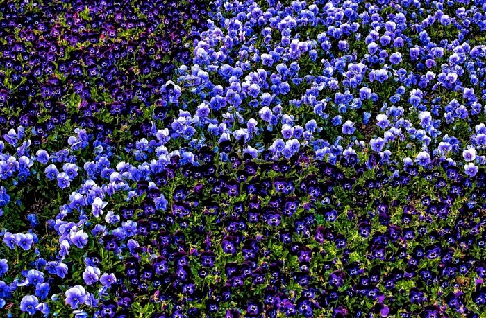 Field of Blue and Purple Pansies