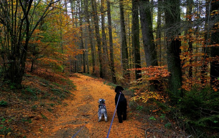 Two dogs walking on an autumn forest trail