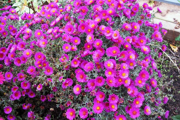 A bush of vibrant purple asters in bloom