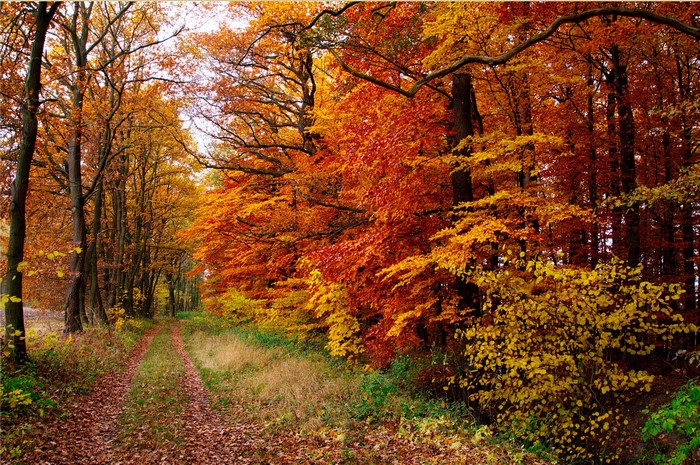 Autumn forest path with colorful trees