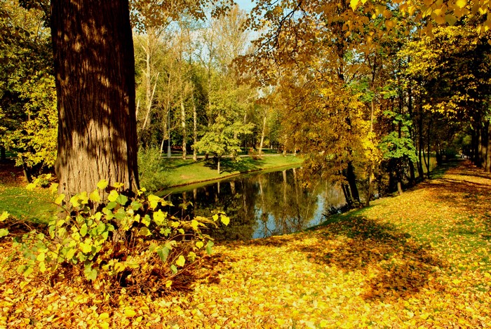 Autumn park with a river and fallen leaves