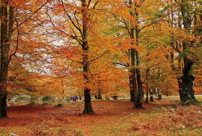 Autumn forest with colorful foliage and people walking