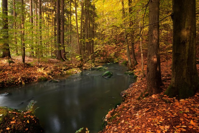 Autumn forest stream with fallen leaves in Bavaria, Germany