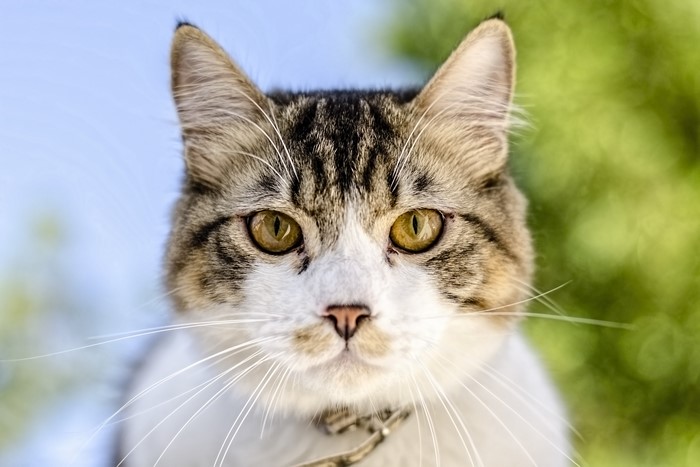 Close-up of a tabby cat's face