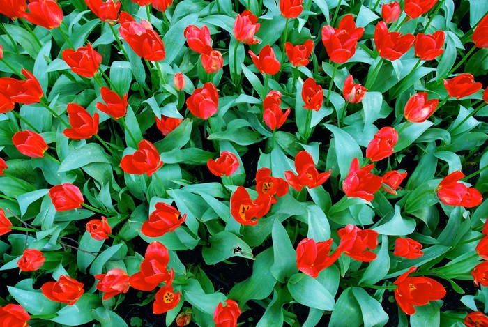 A field of vibrant red tulips in full bloom.