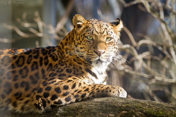 Leopard resting on a tree branch